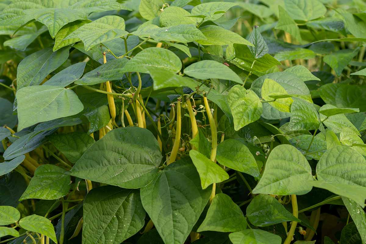 A close up horizontal image of beans growing in the garden ready for harvest.