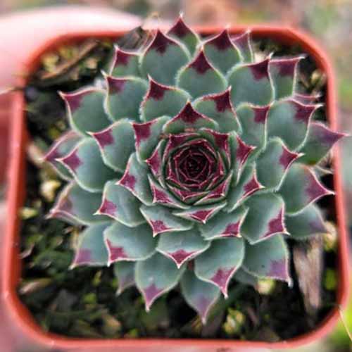 A close up square image of Sempervivum 'Greenii' growing in a small pot pictured on a soft focus background.