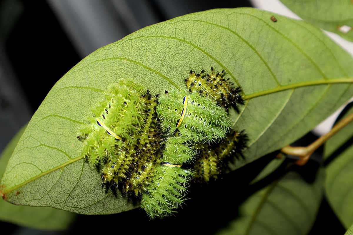 A close up horizontal image of a group of io moth caterpillars on the underside of a leaf.