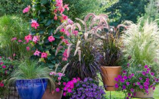 A horizontal image of a container garden scene with a colorful variety of different flowers and ornamental grasses.