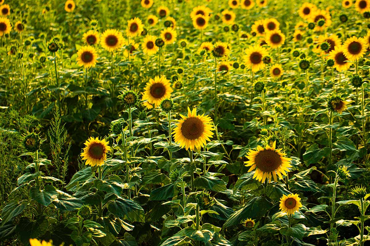 A close up horizontal image of a field of densely planted sunflowers growing as a cover crop.