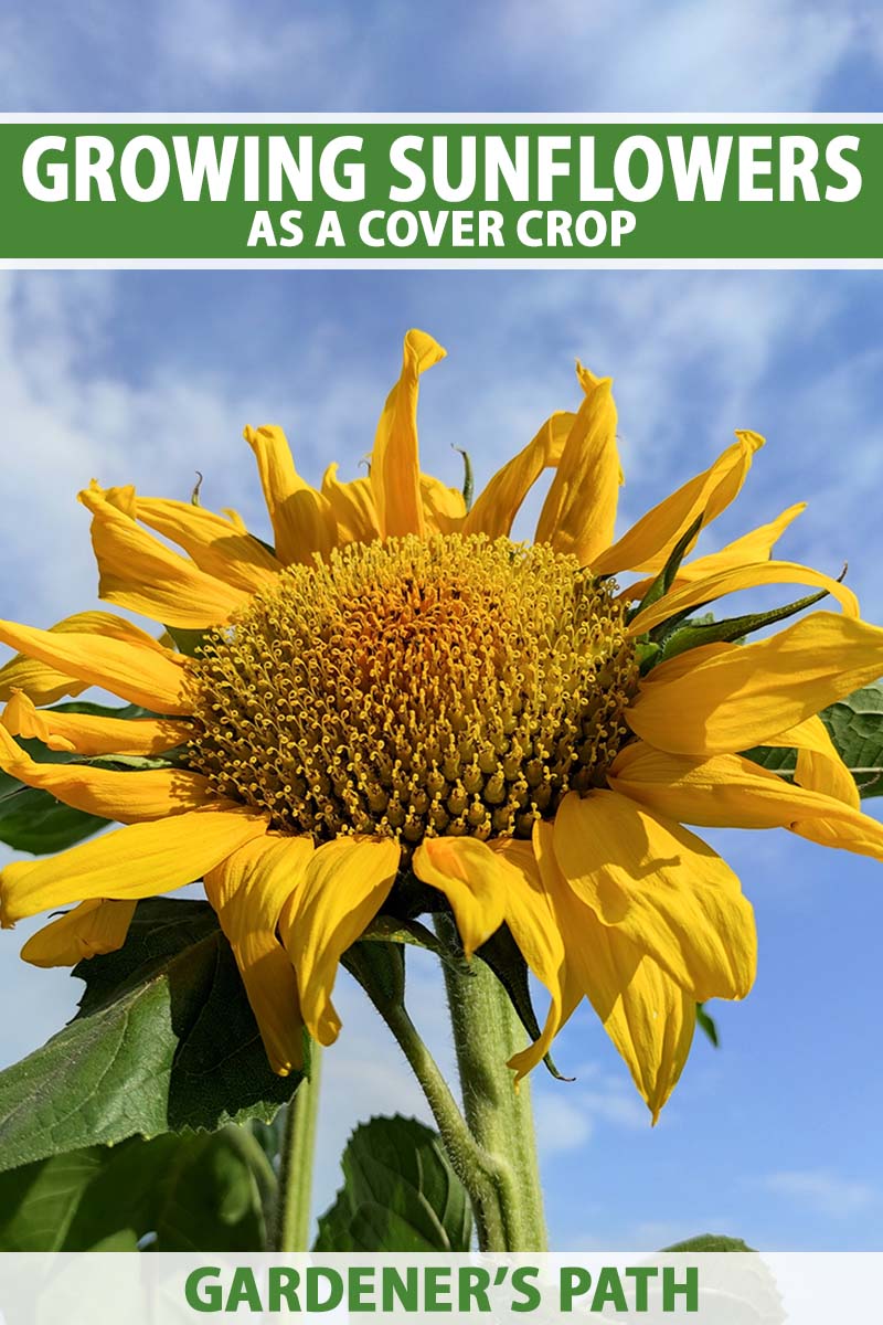 A close up vertical image of a sunflower pictured on a blue sky background. To the top and bottom of the frame is green and white printed text.
