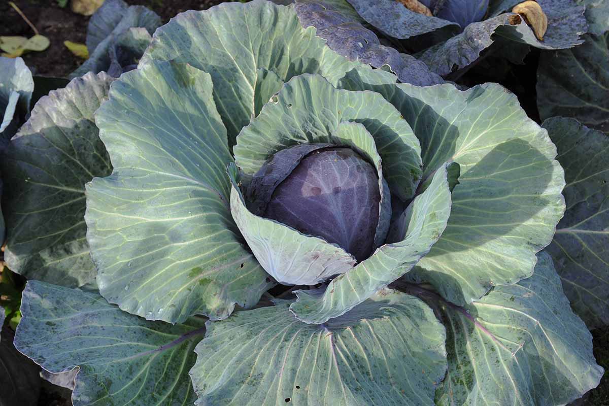 A close up horizontal image of cabbage growing in the veggie patch.