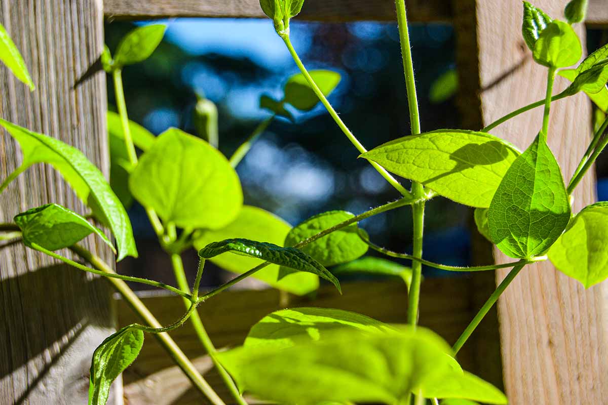 A close up horizontal image of pole beans growing up a wooden trellis pictured in autumn sunshine.