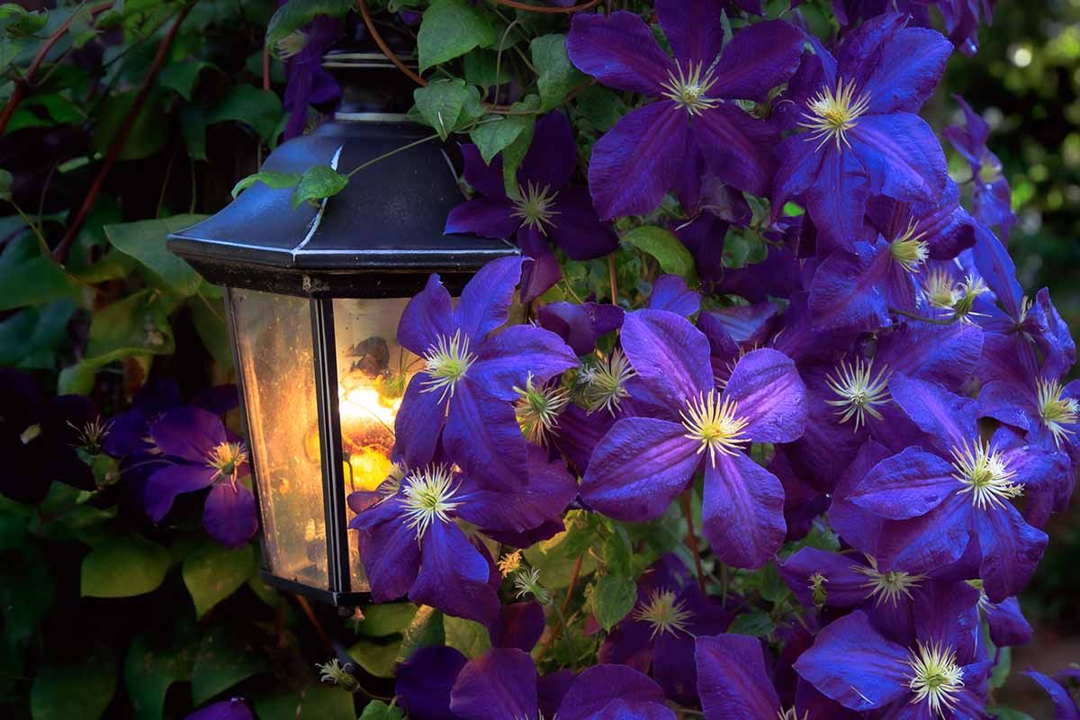 A close up horizontal image of deep purple 'Happy Jack' clematis flowers growing round a street light.