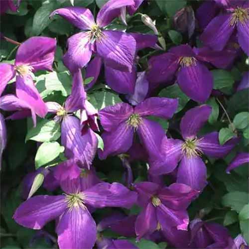 A close up square image of purple 'Happy Jack' clematis flowers.
