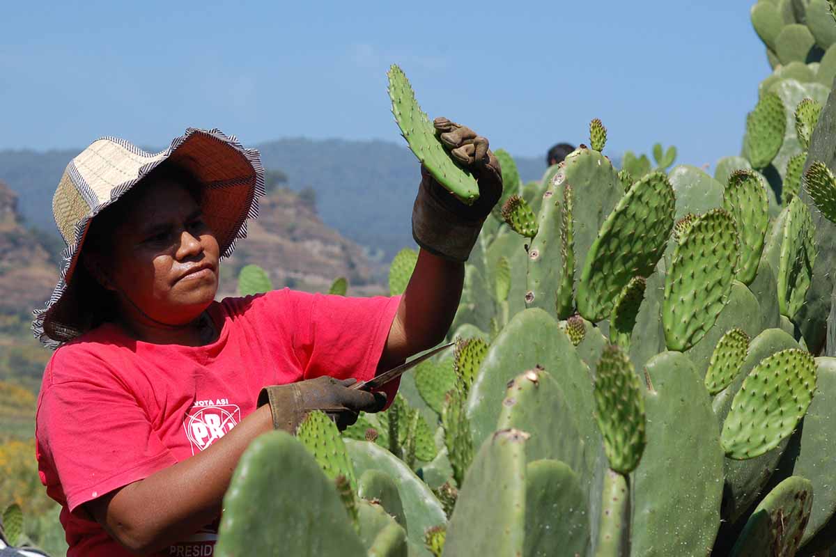 A close up horizontal image of a gardener harvesting nopal cactus pads pictured on a blue sky background.