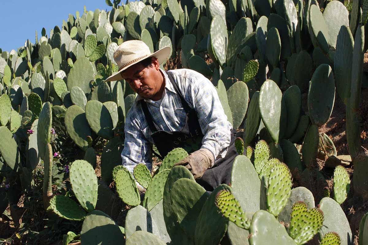 A close up horizontal image of a gardener harvesting prickly pear (opuntia) pads in bright sunshine.