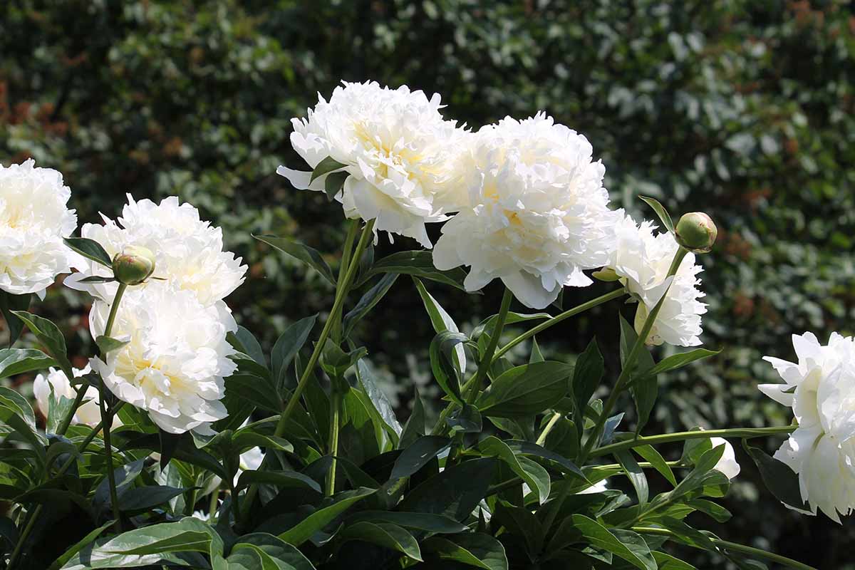 A horizontal image of 'Henry Sass' peonies growing in the garden pictured in bright sunshine on a soft focus background.