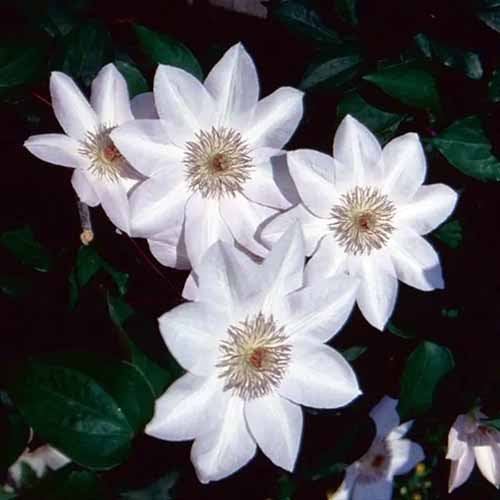 A close up square image of white 'Henryi' flowers pictured on a dark background.