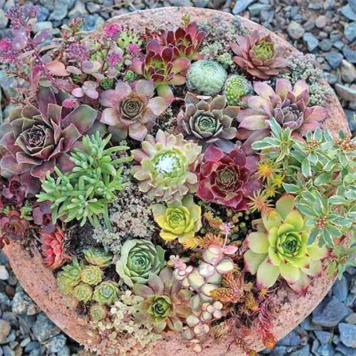 A close up square image of a succulent garden growing in a terra cotta pot.