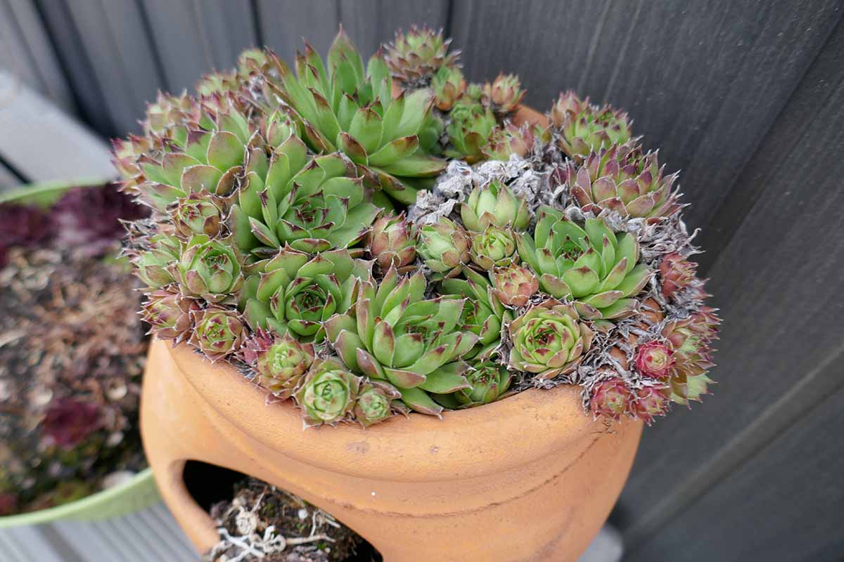 A close up horizontal image of hens and chicks plants growing in a terra cotta pot.