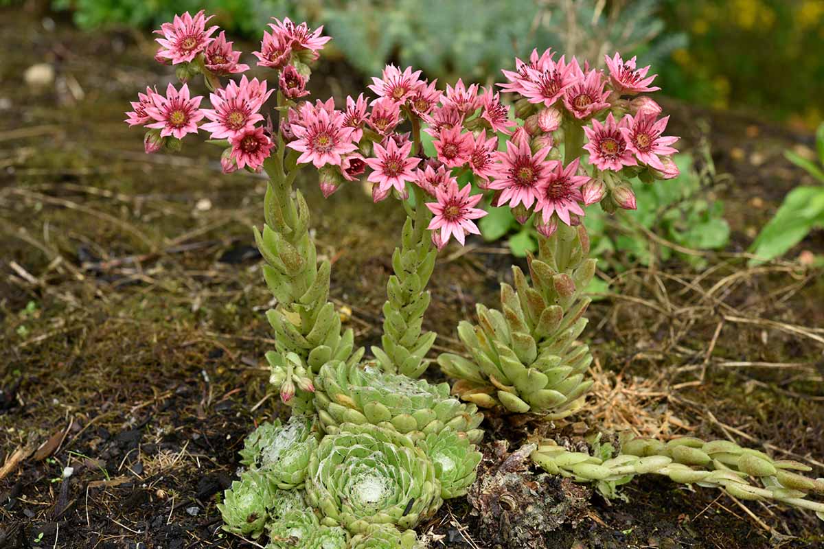 A close up horizontal image of the bright pink flowers of Sempervivum (hens and chicks) growing in the garden.