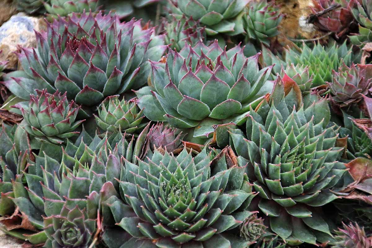 A close up horizontal image of hens and chicks growing in a succulent garden.