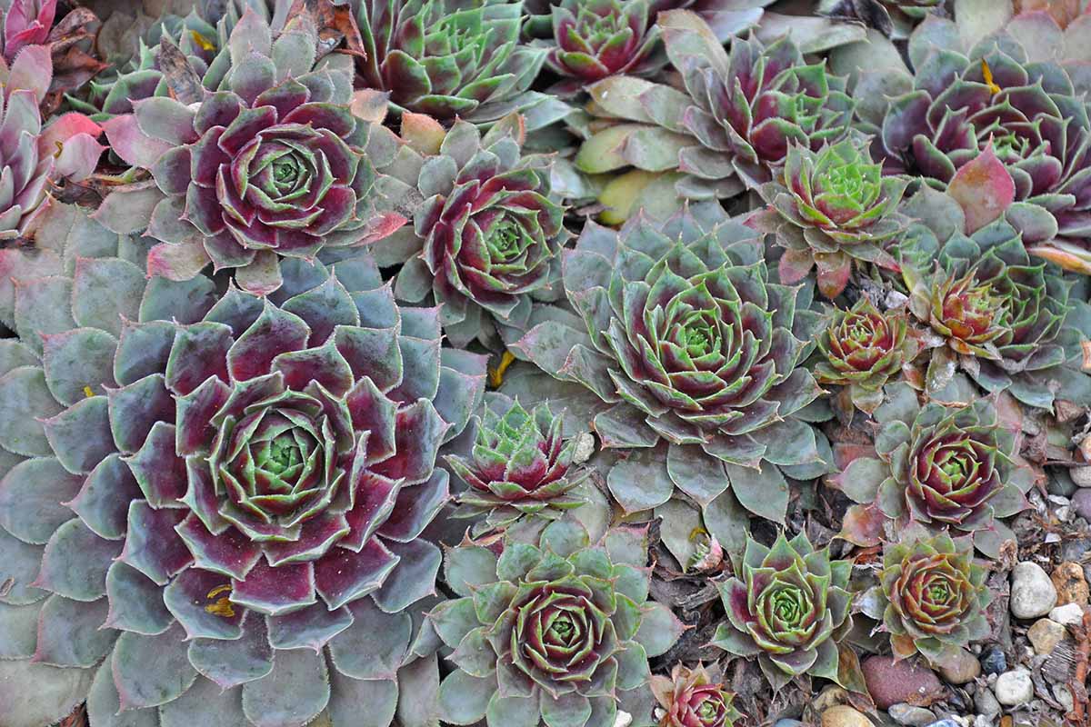 A close up horizontal image of green and purple Sempervivum plants growing in a succulent garden.