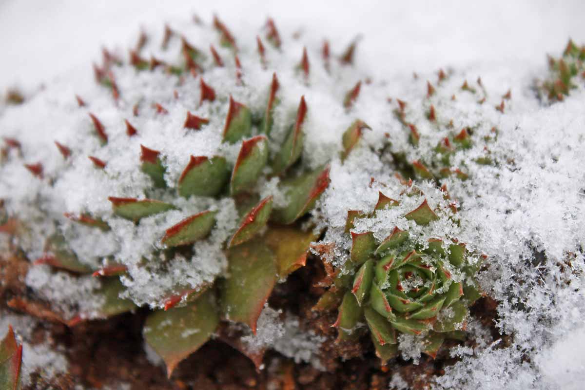 A close up horizontal image of succulent Sempervivum plants under a covering of snow.