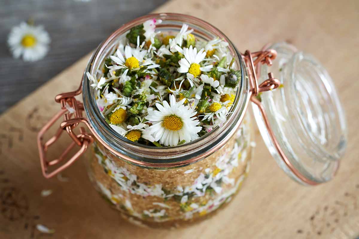 A close up of a jar filled with daisies set on a wooden surface.