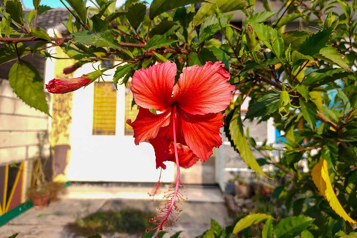 A horizontal image of a red tropical hibiscus growing outside a residence.