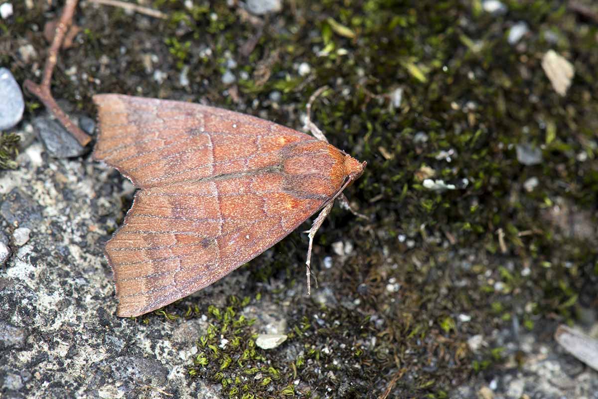 A close up horizontal image of a rust brown colored hibiscus leaf moth on the ground.