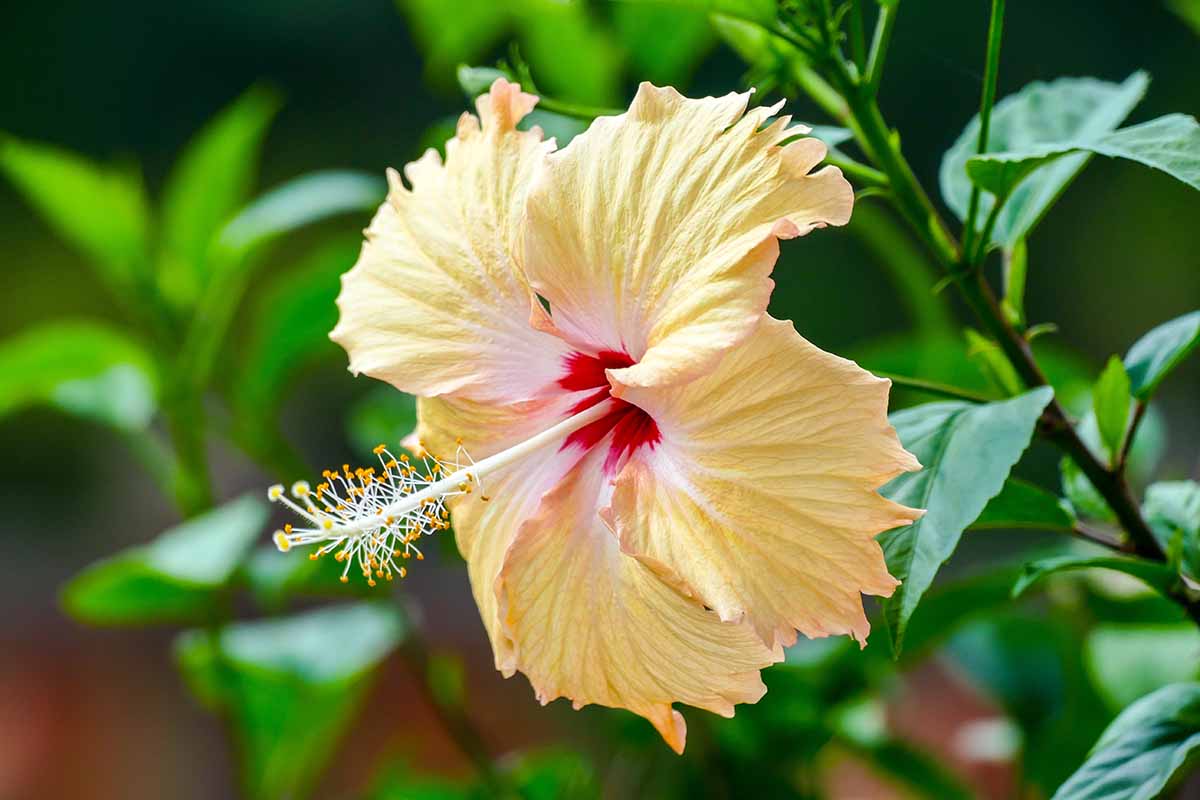 A close up horizontal image of a pale yellow tropical hibiscus flower growing in the garden pictured on a soft focus background.