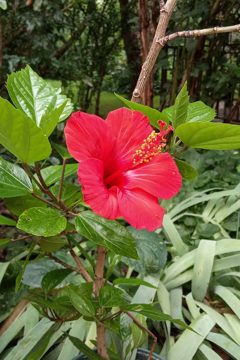 A close up vertical image of a bright red Hibiscus rosa-sinensis bloom, growing in the garden.