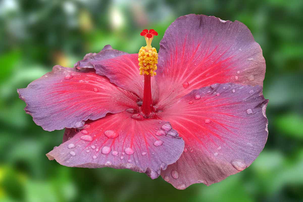 A close up horizontal image of a red and purple Hibiscus rosa-sinensis flower with droplets of water on the petals pictured on a soft focus background.