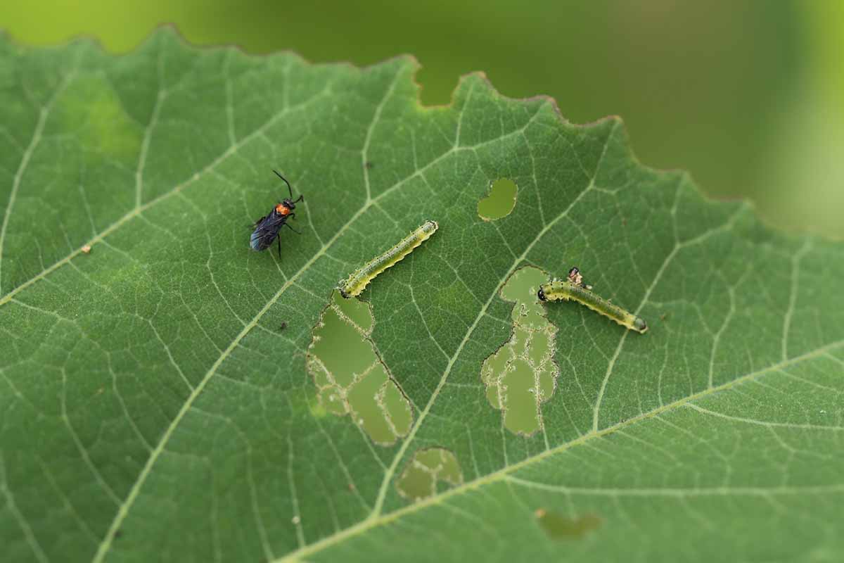 A close up horizontal image of a hibiscus sawfly and two adult larvae resting on a leaf.