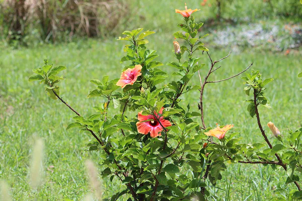 A horizontal image of a tropical hibiscus shrub growing in the garden pictured in bright sunshine.