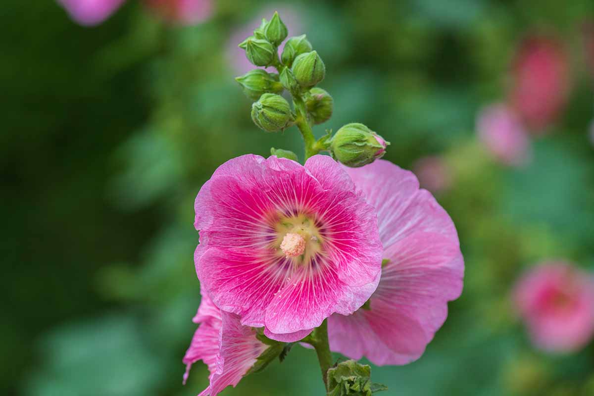 A close up horizontal image of pink hollyhocks growing in the garden pictured on a soft focus background.