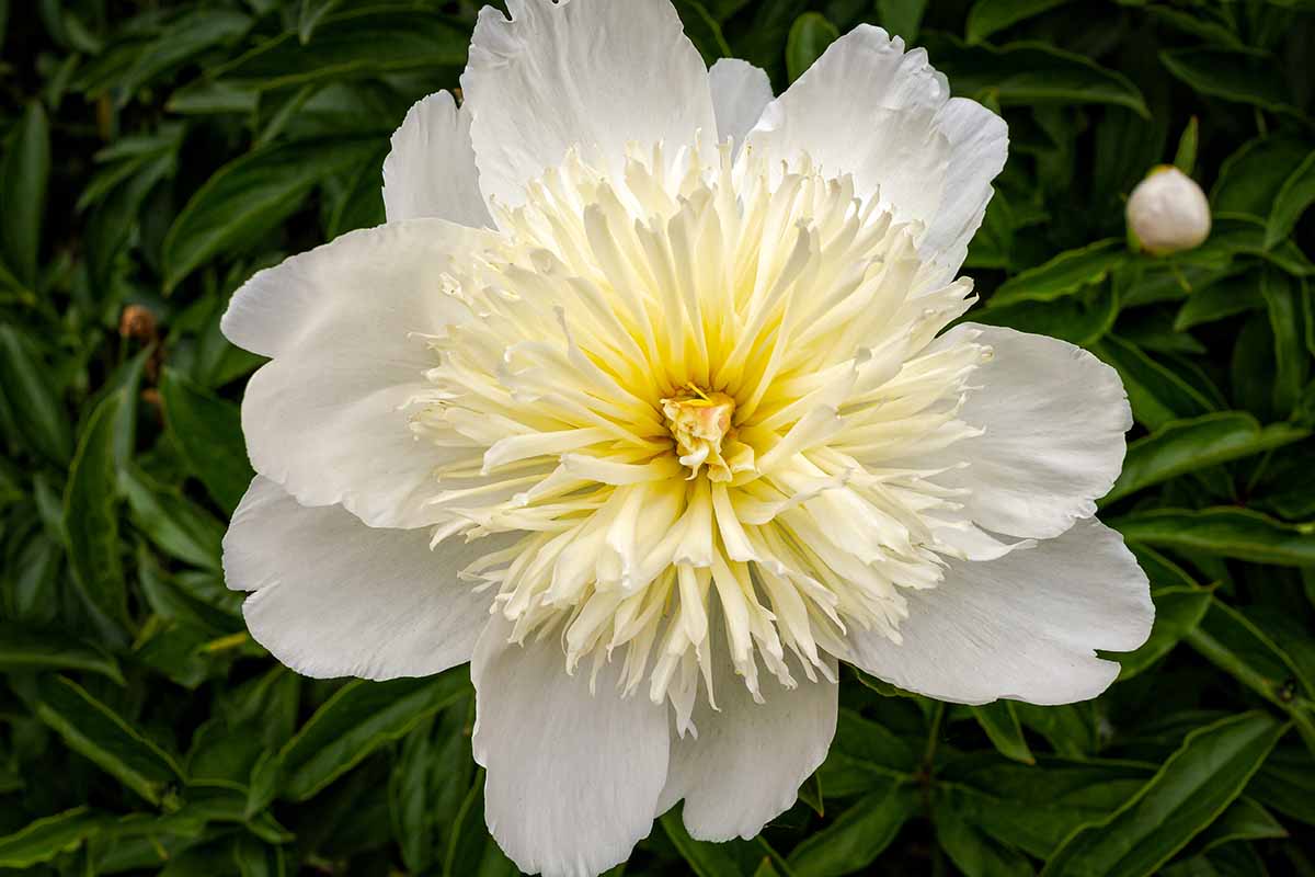 A close up horizontal image of a single 'Honey Gold' peony flower growing in the garden pictured on a soft focus background.
