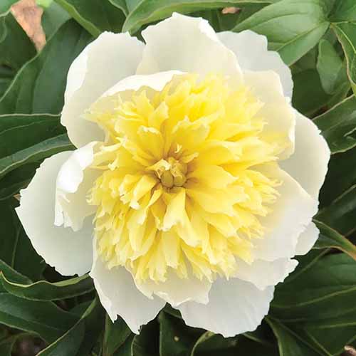 A close up square image of a single Paeonia lactiflora 'Honey Gold' peony with foliage in the background.