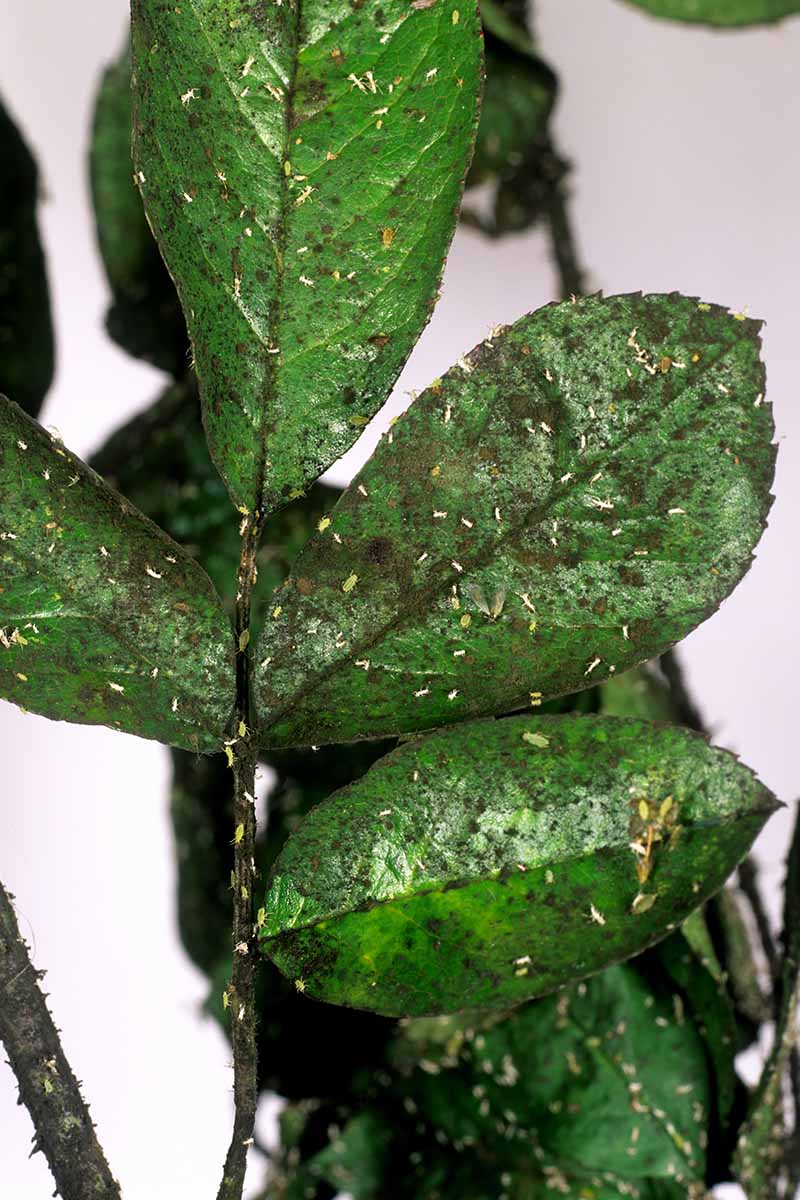 A close up vertical image of leaves covered with honeydew and black mold.