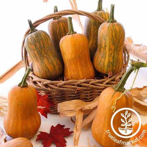 A close up square image of 'Honeynut' squash fruits in a wicker basket. To the bottom right of the frame is a white circular logo with text.