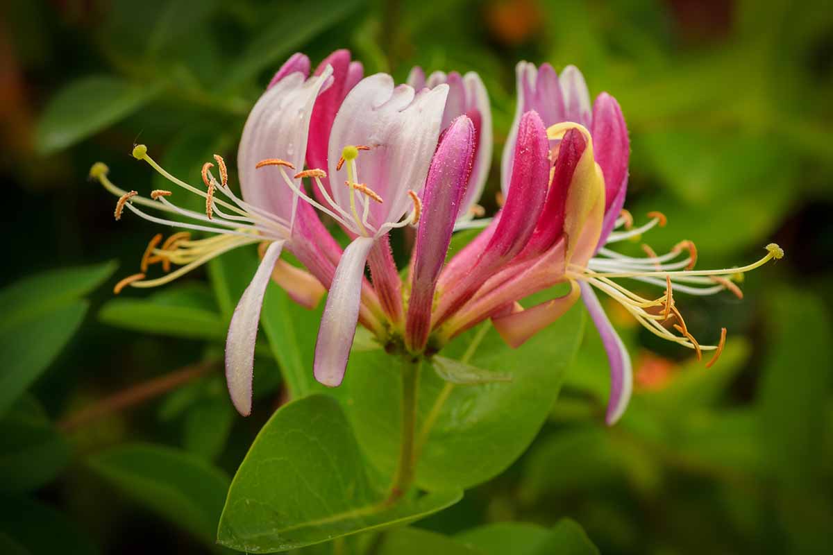 A close up horizontal image of a honeysuckle flower pictured on a soft focus background.