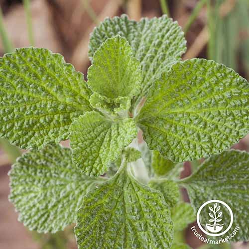 A close up square image of a horehound plant pictured on a soft focus background. To the bottom right of the frame is a white circular logo with text.