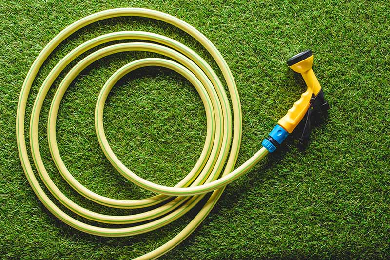 A close up horizontal image of a garden hose coiled up on the lawn.