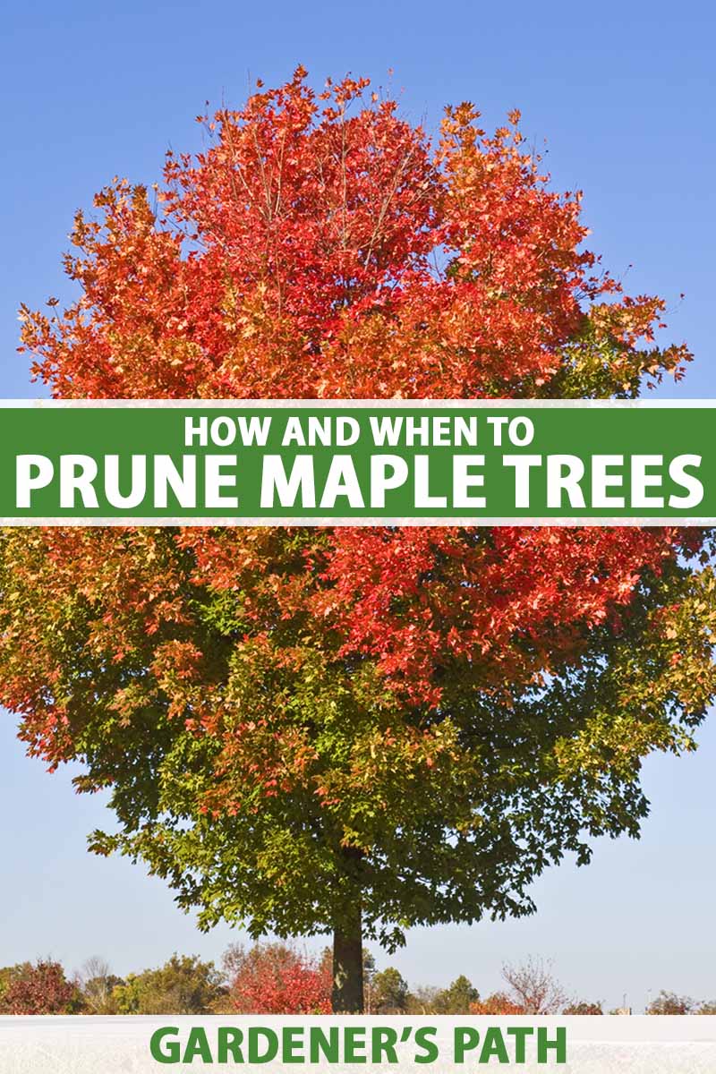 A vertical image of a maple tree changing color in the fall pictured on a blue sky background. To the center and bottom of the frame is green and white printed text.