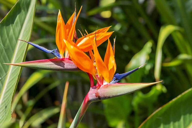A close up horizontal image of bird of paradise flowers growing in the garden pictured in bright sunshine on a soft focus background.