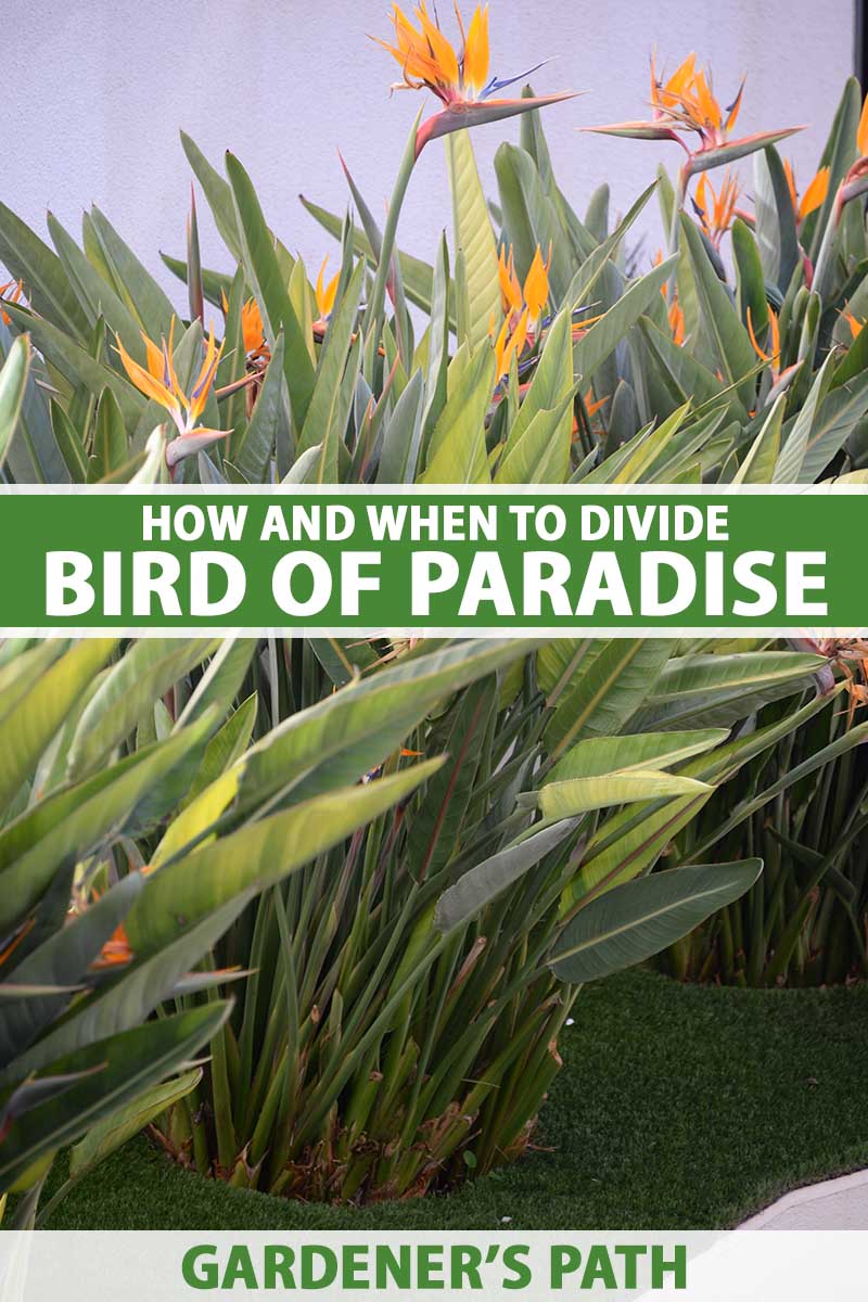 A close up vertical image of a large planting of bird of paradise plants with a white wall in the background. To the center and bottom of the frame is green and white printed text.