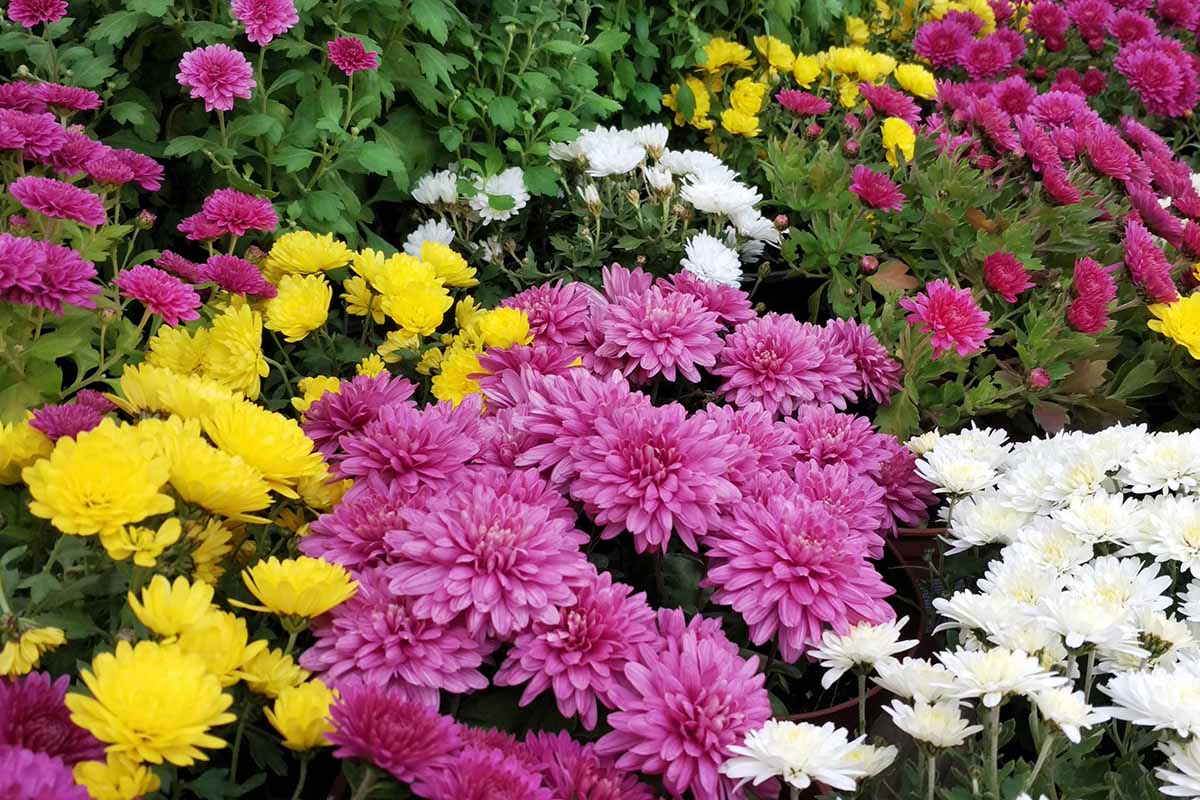 A close up horizontal image of colorful chrysanthemums growing in the garden.
