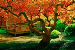 A horizontal image of a Japanese maple tree growing outside a residence pictured in autumn sunshine.