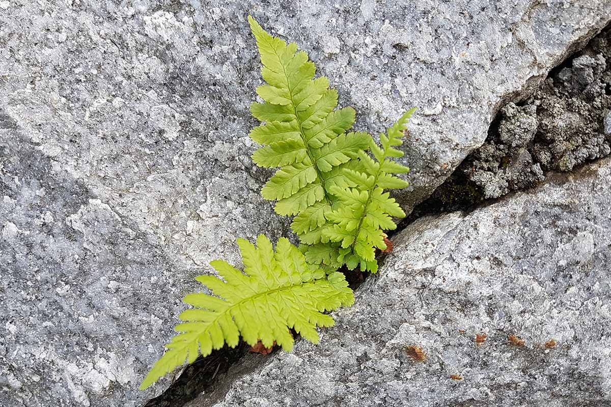A close up horizontal image of a small autumn fern growing between rocks.