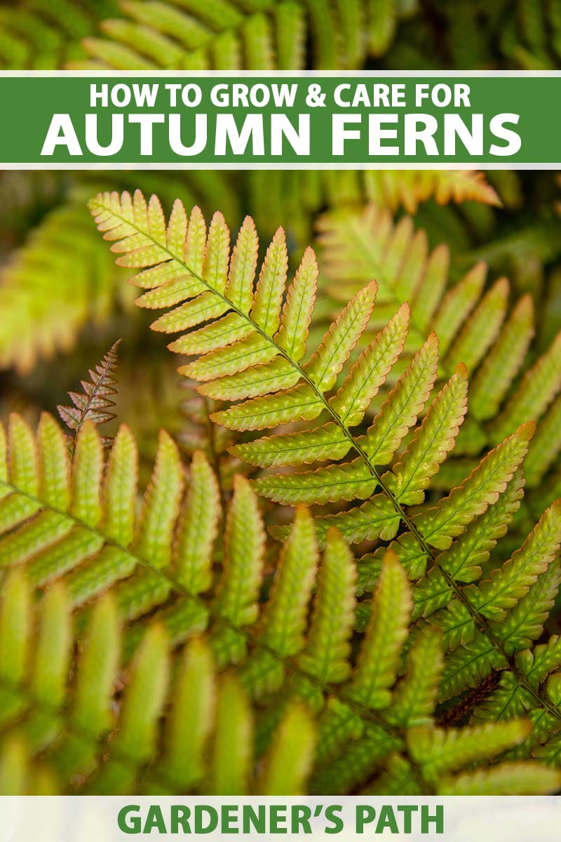 A close up vertical image of the foliage of autumn fern growing in the garden. To the top and bottom of the frame is green and white printed text.
