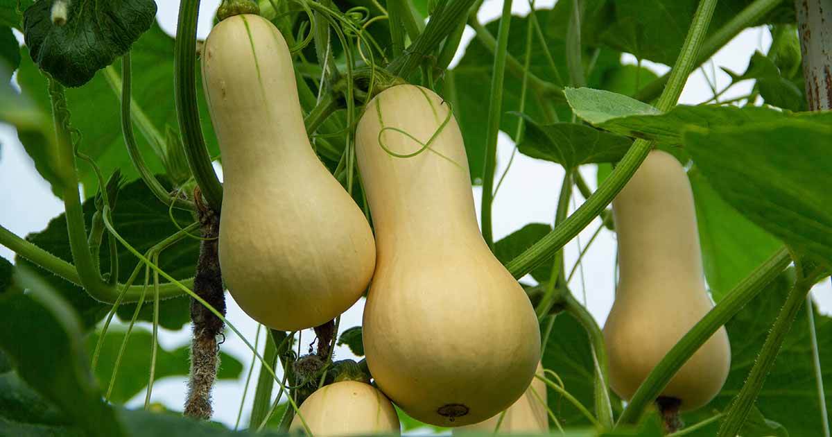 How to Plant and Grow Squash | Gardener's Path