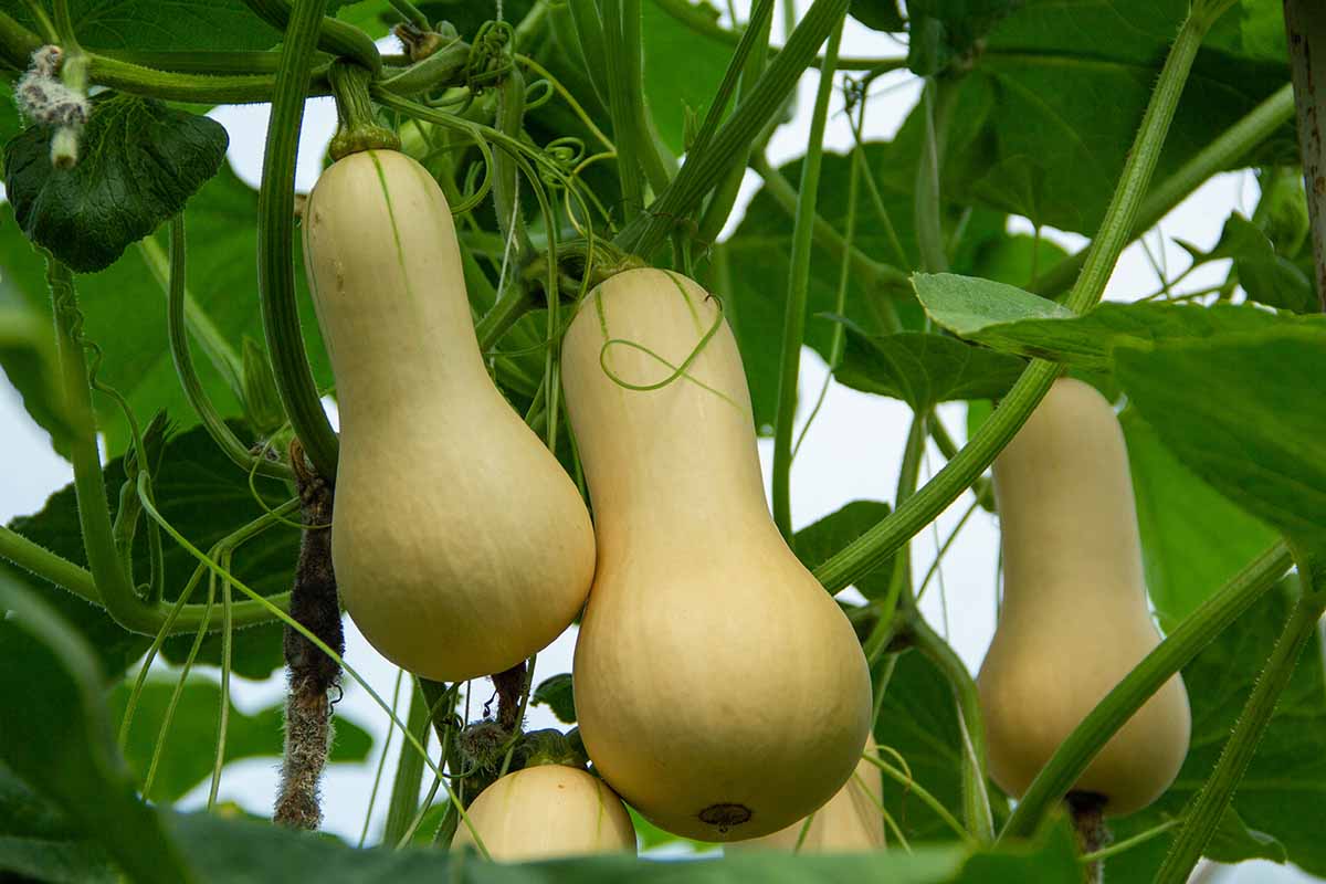A close up horizontal image of butternut squash (Cucurbita moschata) growing vertically, with fruits ripening on the vine.