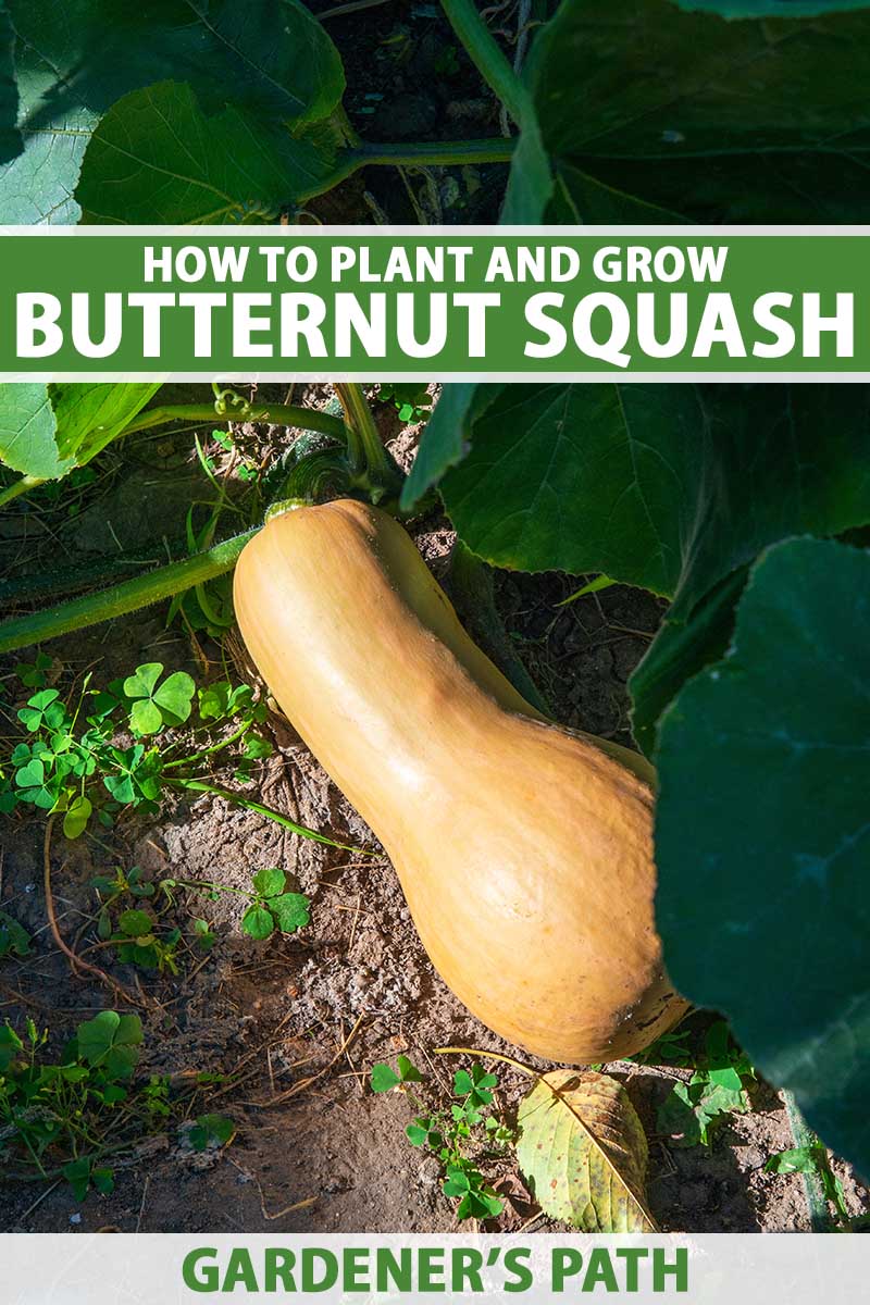 A close up vertical image of a butternut squash (Cucurbita moschata) growing in the garden with foliage in soft focus in the background. To the top and bottom of the frame is green and white printed text.