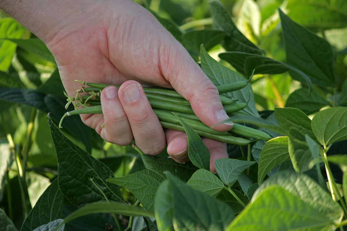 A close up horizontal image of a hand from the left of the frame picking green beans from the garden.