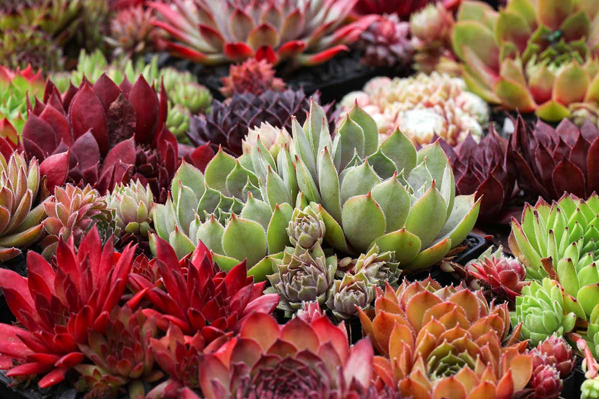 A close up horizontal image of a colorful succulent garden featuring hens and chicks.