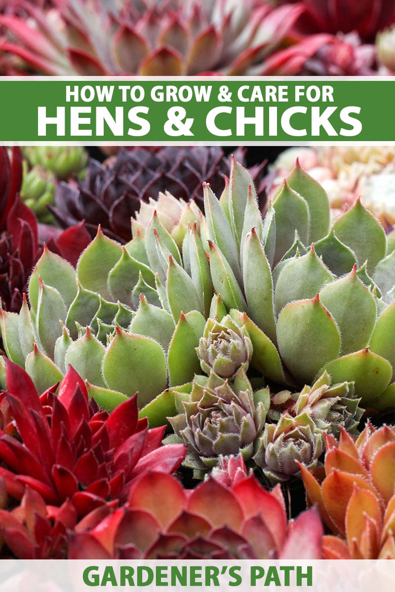 A close up vertical image of a colorful succulent garden featuring hens and chicks (Sempervivum). To the top and bottom of the frame is green and white printed text.
