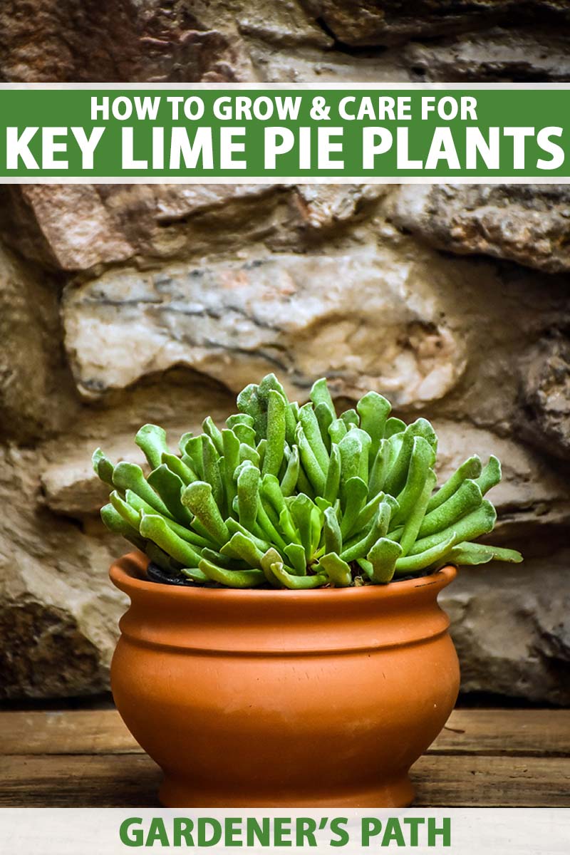 A close up vertical image of a key lime pie plant (Adromischus cristatus) growing in a terra cotta pot set on a wooden surface with a stone wall in the background.